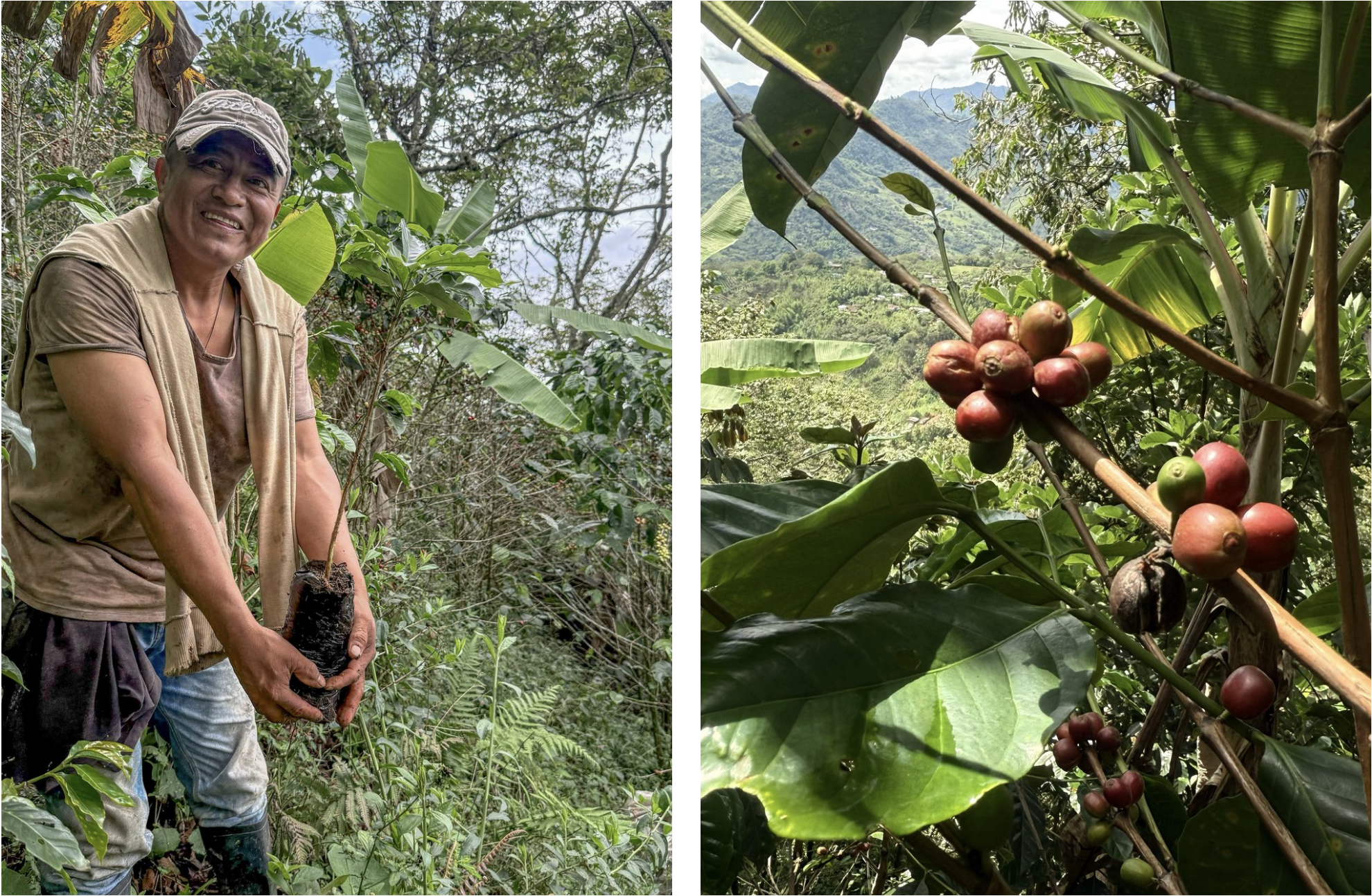 Man holding baby coffee tree, ripe coffee beans on branch